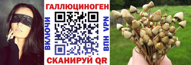 ссылка на мегу онион  Нефтекумск  Псилоцибиновые грибы Psilocybine cubensis 